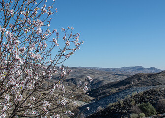 Almond Trees Blooming. Almond Tree Blossom in Early Spring or Late Winter.