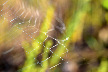 Drops of transparent dew on the threads of the web.