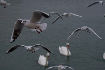 Magic Seagulls flying above Swans on a grey day in winter on the Rhone river in Lyon