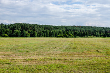 View of an empty meadow next to a forest or pasture on a sunny summer day in Russia