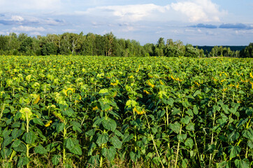 Fototapeta na wymiar Agricultural field with yellow sunflowers next to the forest