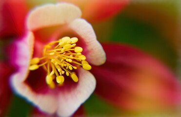 Bright, beautiful, selective focus, yellow, white, red and pink flowers, fragment, closeup. High quality photo.