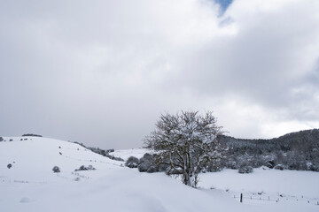 Fototapeta na wymiar Árbol en medio de la nieve
