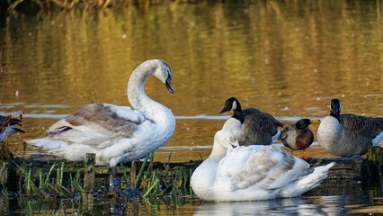 Young swans with other birds