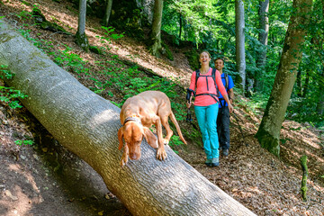 Hund überquert etwas ungestüm einen Baumstamm bei einer Waldwanderung