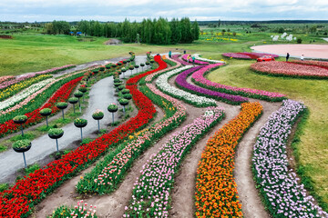 Aerial view of a colorful field of tulips planted with different patterns and shapes, summer dawn. Concept, spring, summer, nature