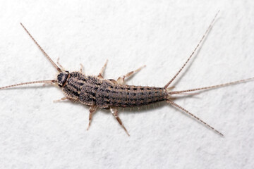Banded silverfish - Thermobia domestica, lateral view, a common household pest.