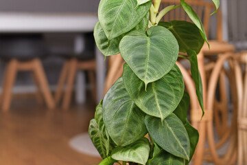 Exotic 'Syngonium Macrophyllum Frosted Heart' houseplant  with heart shaped leaves