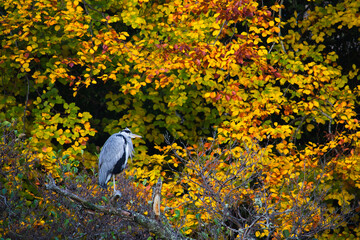 Gray Heron with an autumn color back drop