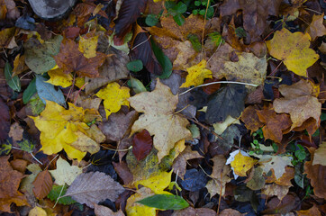autumn leaves background