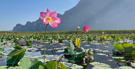 fleur de, lotus dans les étangs de Khao Sam Roi Yot province de Prachuap Khiri Khan au sud de Hua Hin en Thaïlande - obrazy, fototapety, plakaty