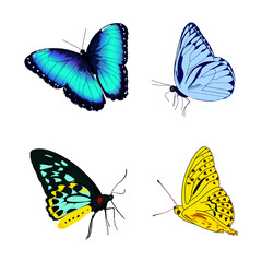 Fototapeta na wymiar butterfly, vector blue yellow butterflies. metamorphosis.