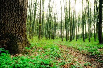 Fototapety na wymiar - Fototapeta24.pl