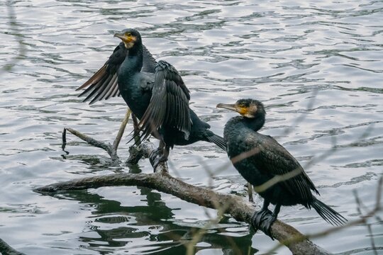 Kormoran