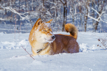 The Shiba Inu Japanese dog plays in the snow in winter.