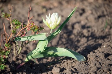 Undersized terry variety of white tulip