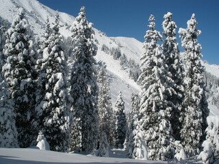 Forest in the mountains