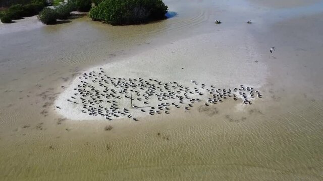 seagulls resting on island near mangroves shot from above