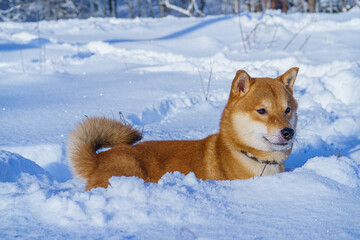 The Shiba Inu Japanese dog plays in the snow in winter.