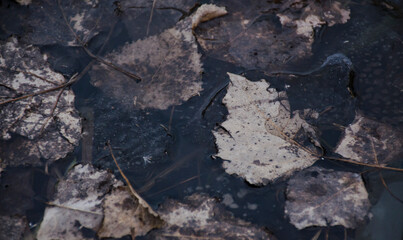 Autumn leaves that fell into the water froze in ice. Gloomy lifeless landscape. cold background