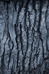 The bark of an old tree. Half of the bark is black and half is colored white. Vertical wood texture. Abstract background