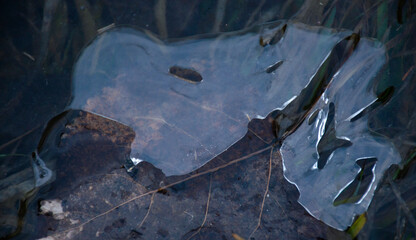 Autumn leaves that fell into the water froze in ice. Gloomy lifeless landscape. cold background