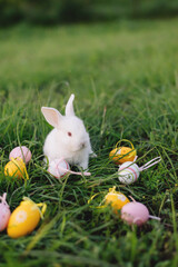 White Easter bunny collects yellow and pink eggs sitting on the grass. Happy Easter.