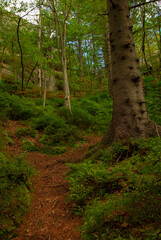 colorful forest landscape with dirt foot path and trees vertical photography scenic view