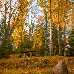 Beautiful autumn forest in Northern Europe. Fall landscape with trees. Woodland scenery in autumn.