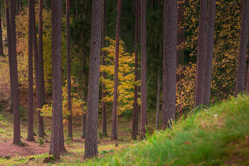 Beautiful autumn forest in Northern Europe. Fall landscape with trees. Woodland scenery in autumn. - obrazy, fototapety, plakaty
