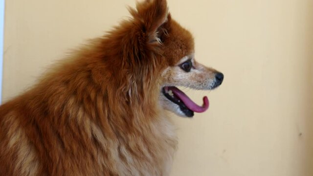 Red dog of the German Spitz breed does not find a place for himself from fear. The dog is cold, she is very scared, shivering on a yellow background