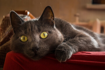 A portrait of beautiful adult russian blue cat. Indoors cat in the room.