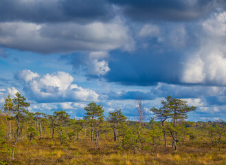 A beautiful autumn landscape of local wetlands during sunny day. Colorful trees in the swamp in Northern Europe.