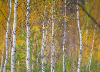 A beautiful autumn landscape of local wetlands during sunny day. Colorful trees in the swamp in Northern Europe.