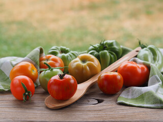 Red, yellow and green tomatoes of different varieties with a wooden spoon on a wooden table in the garden. Eco-friendly gardening and crop production