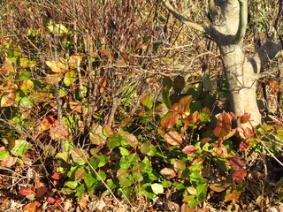 autumn leaves in the forest