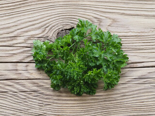 Isolated fresh green of curly parsley leaves on a wooden background. Useful spicy herb petroselinum crispum for dietary nutrition, top view. Eco-friendly gardening, horticulture and crop production