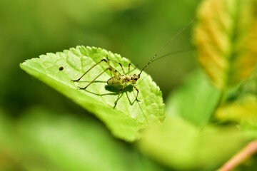 Grasshopper cub green with large paws sits on a plant.