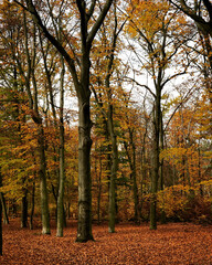 Karlshorst, Wuhlheide, Lichtenberg, Herbst, Laub