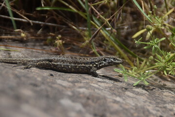 lizard on the rock