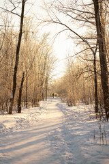 Fototapeta premium Beautiful landscape path between trees in winter snow forest