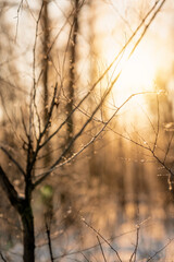 Snow covered branch tree against defocused background in sunrise or sunset with sunrays in winter forest. 