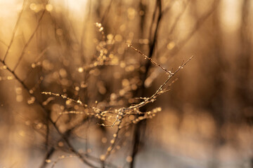 Snow covered branch tree against defocused background in sunrise or sunset with sunrays in winter forest. 