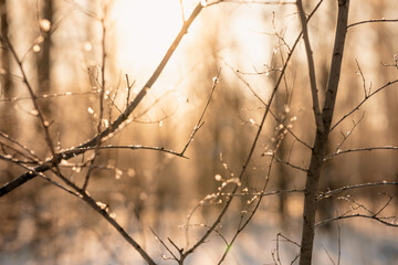 Snow covered branch tree against defocused background in sunrise or sunset with sunrays in winter forest. 