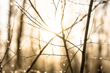 Snow covered branch tree against defocused background in sunrise or sunset with sunrays in winter forest. 