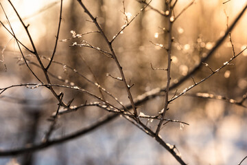 Fototapeta na wymiar Snow covered branch tree against defocused background in sunrise or sunset with sunrays in winter forest. 