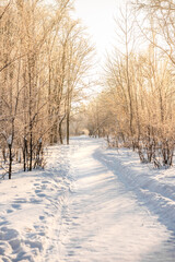 Obraz premium Beautiful landscape path between trees in winter snow forest