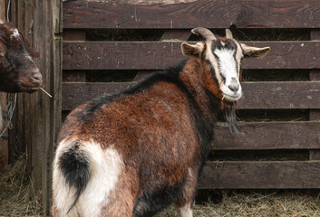 Braune Ziege vor Stall