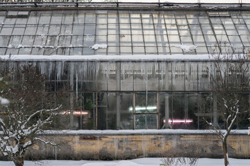Glasshouse building in snowy park or botanical garden. View though transparent glass wall with icicles hanging at evergreen plants inside old greenhouse. Taking care of tropical flora in winter season