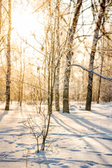 Winter snow forest with sunlight. Amazing natural landscape, no people